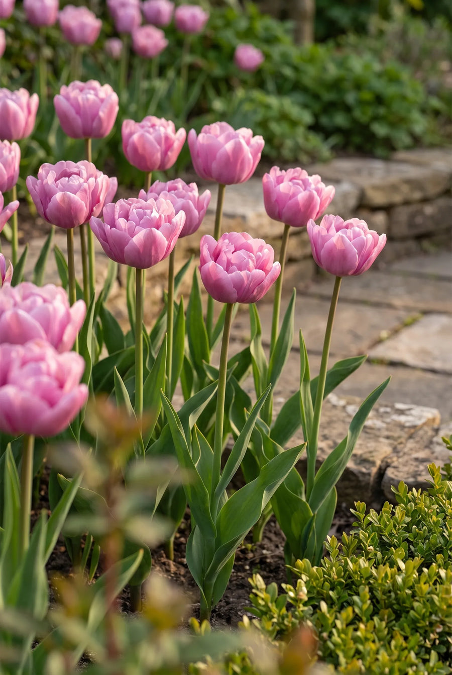 Tulipa Table Dance — in de tuin