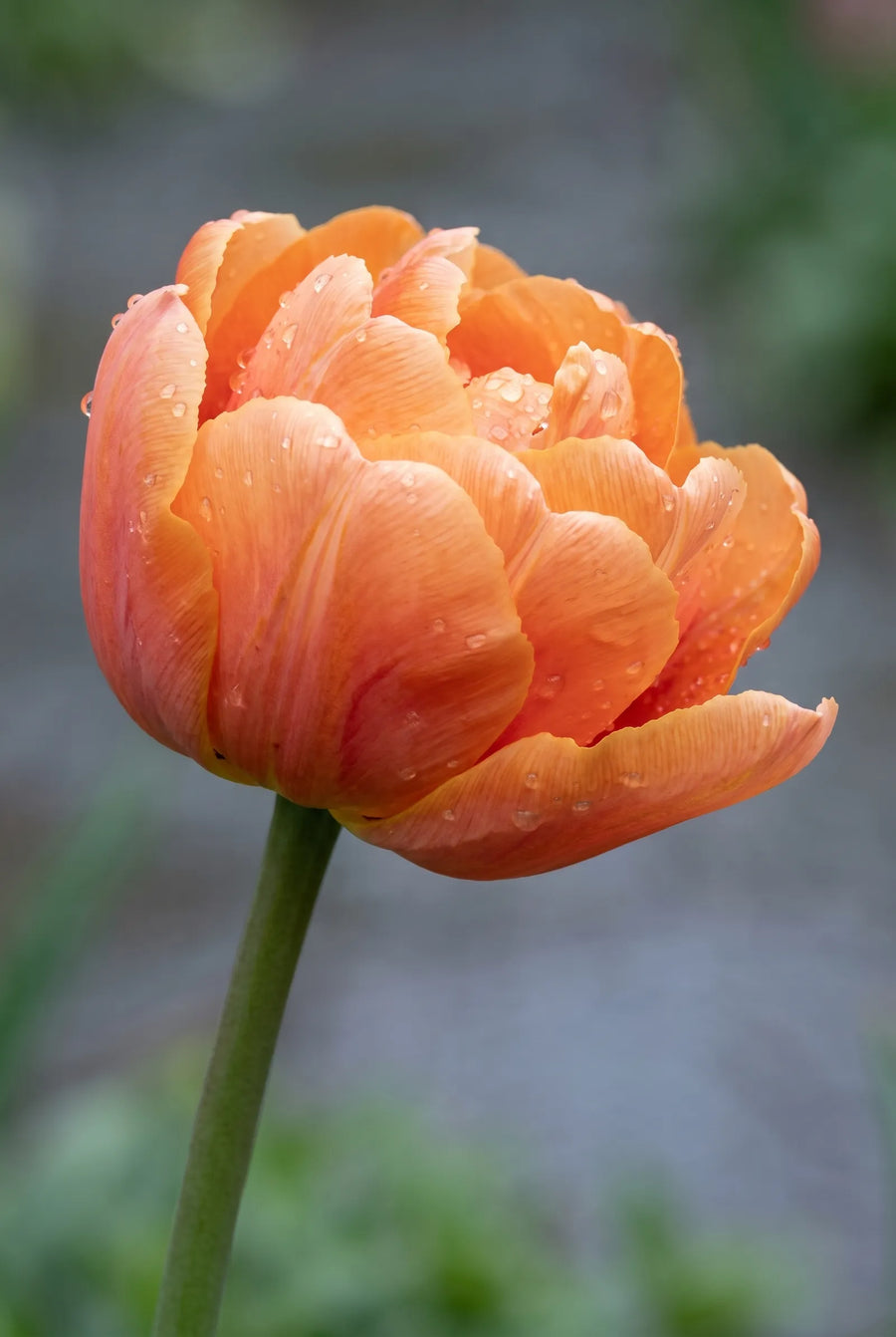 Tulipa Valdivia — close-up van de bloem