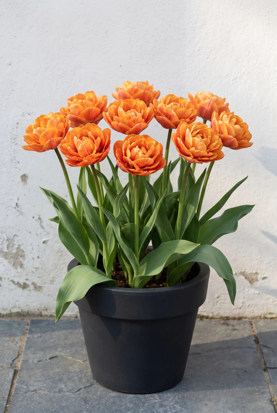 Tulipa Valdivia — in pot op terras
