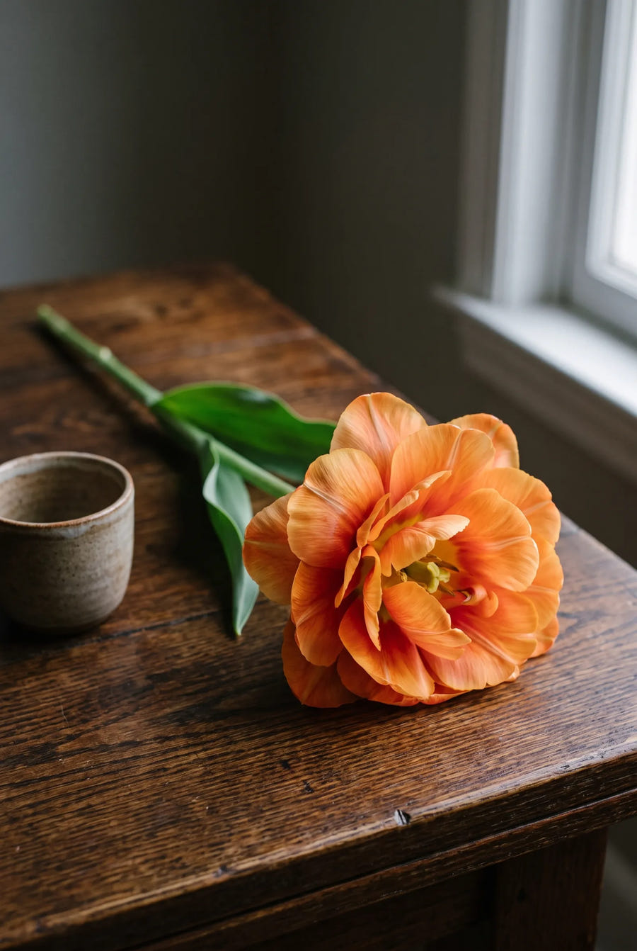Tulipa Valdivia — sfeerbeeld