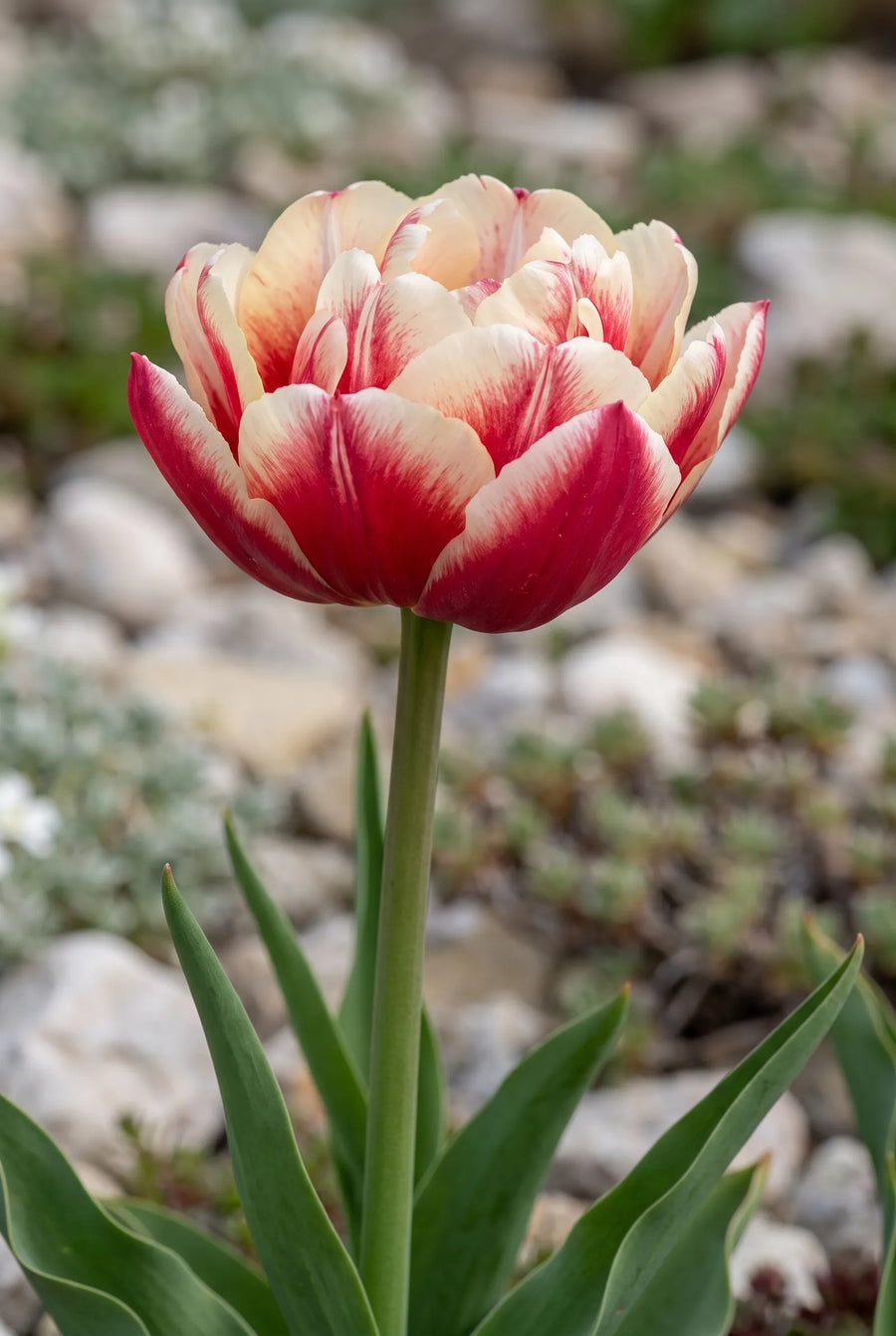 Tulipa Wyndham — close-up van de bloem