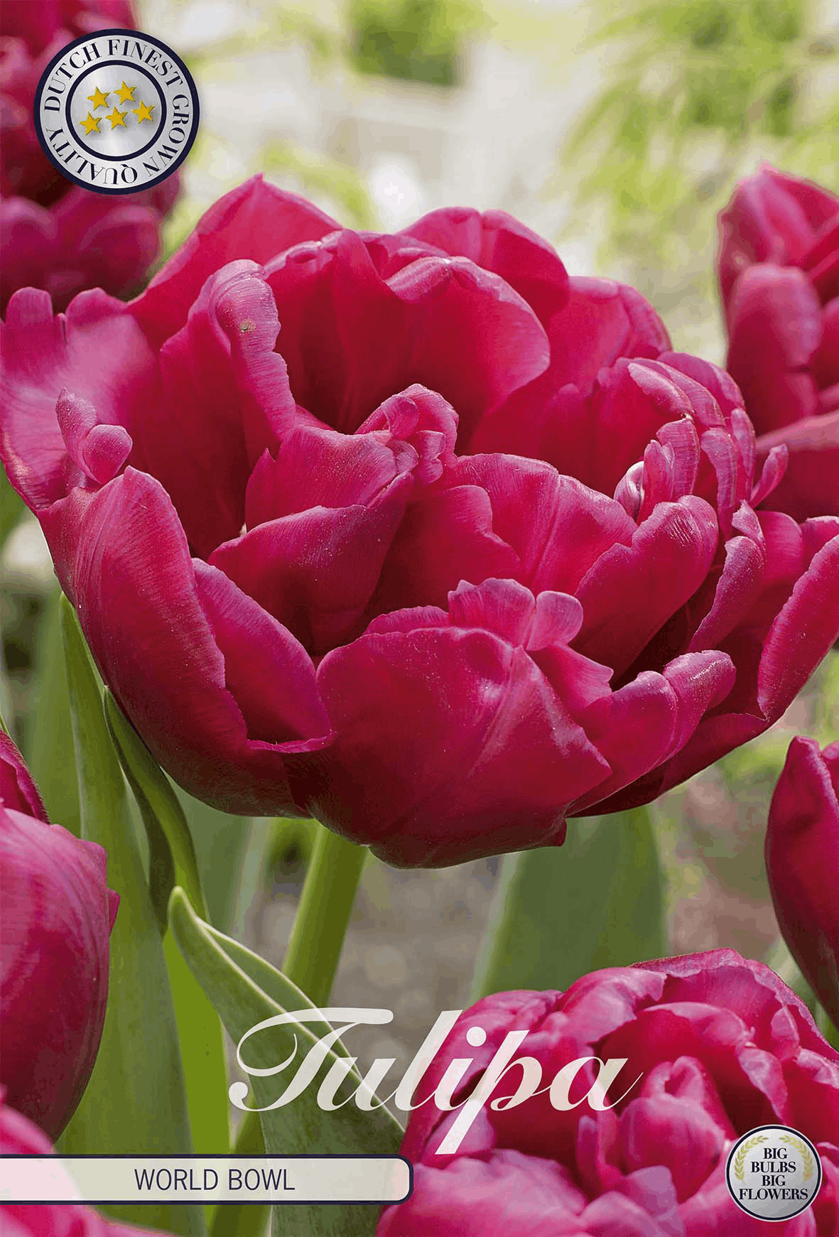 Tulipa World Bowl