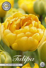 Tulipa Yellow Pomponette