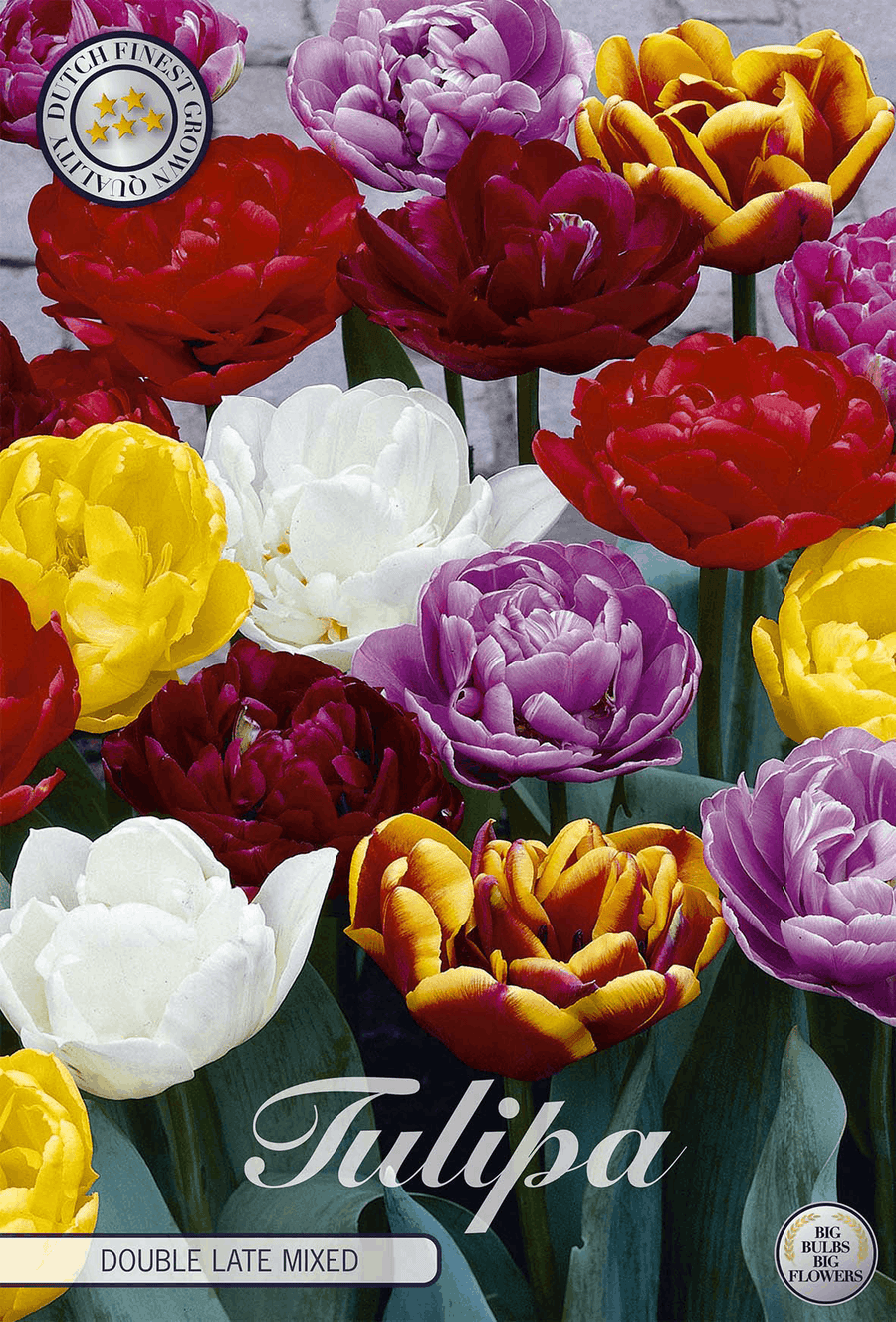 Tulipa Double Late Mixed