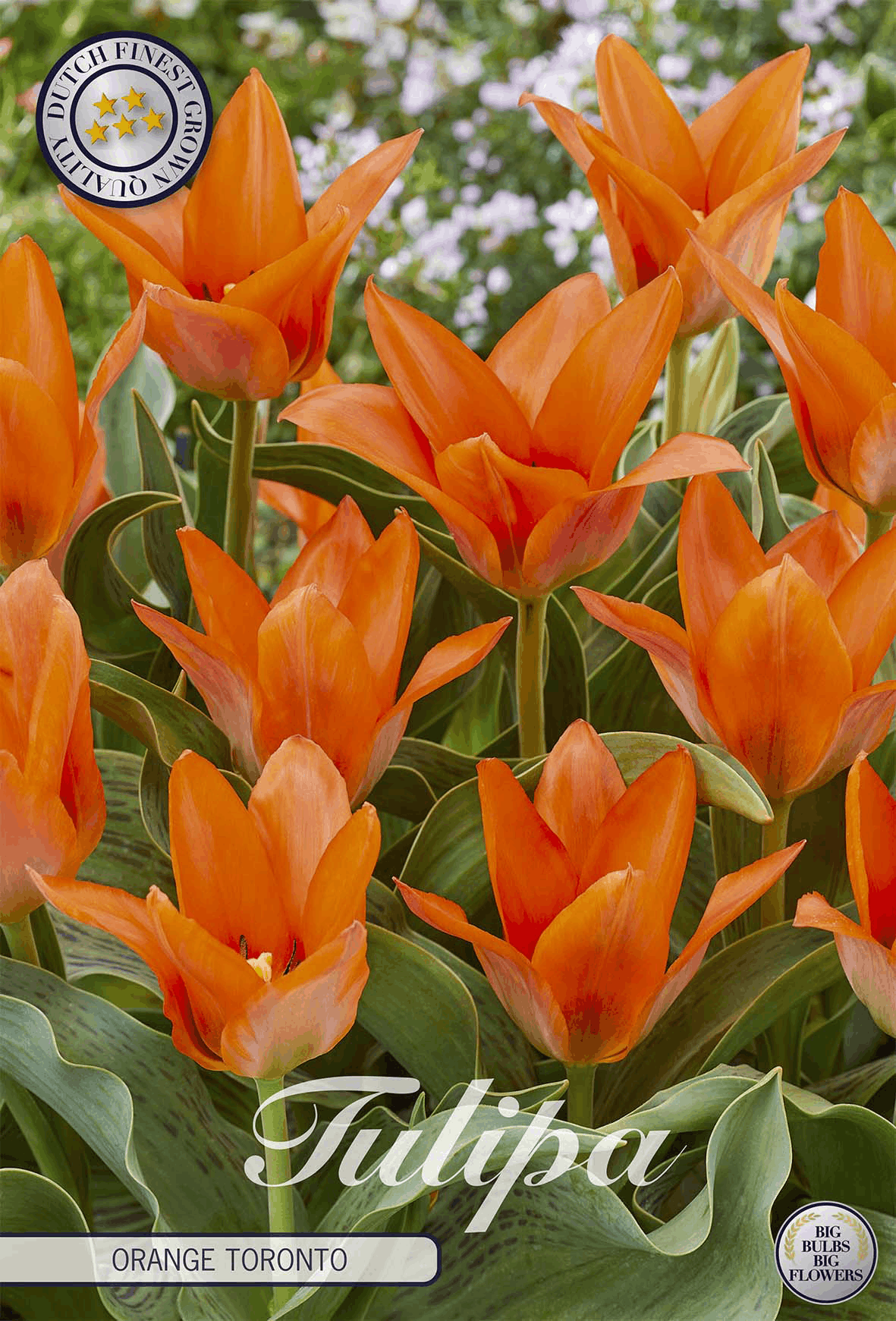 Tulipa Orange Toronto