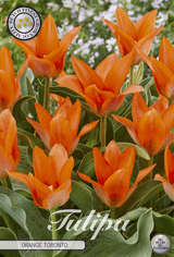 Tulipa Orange Toronto