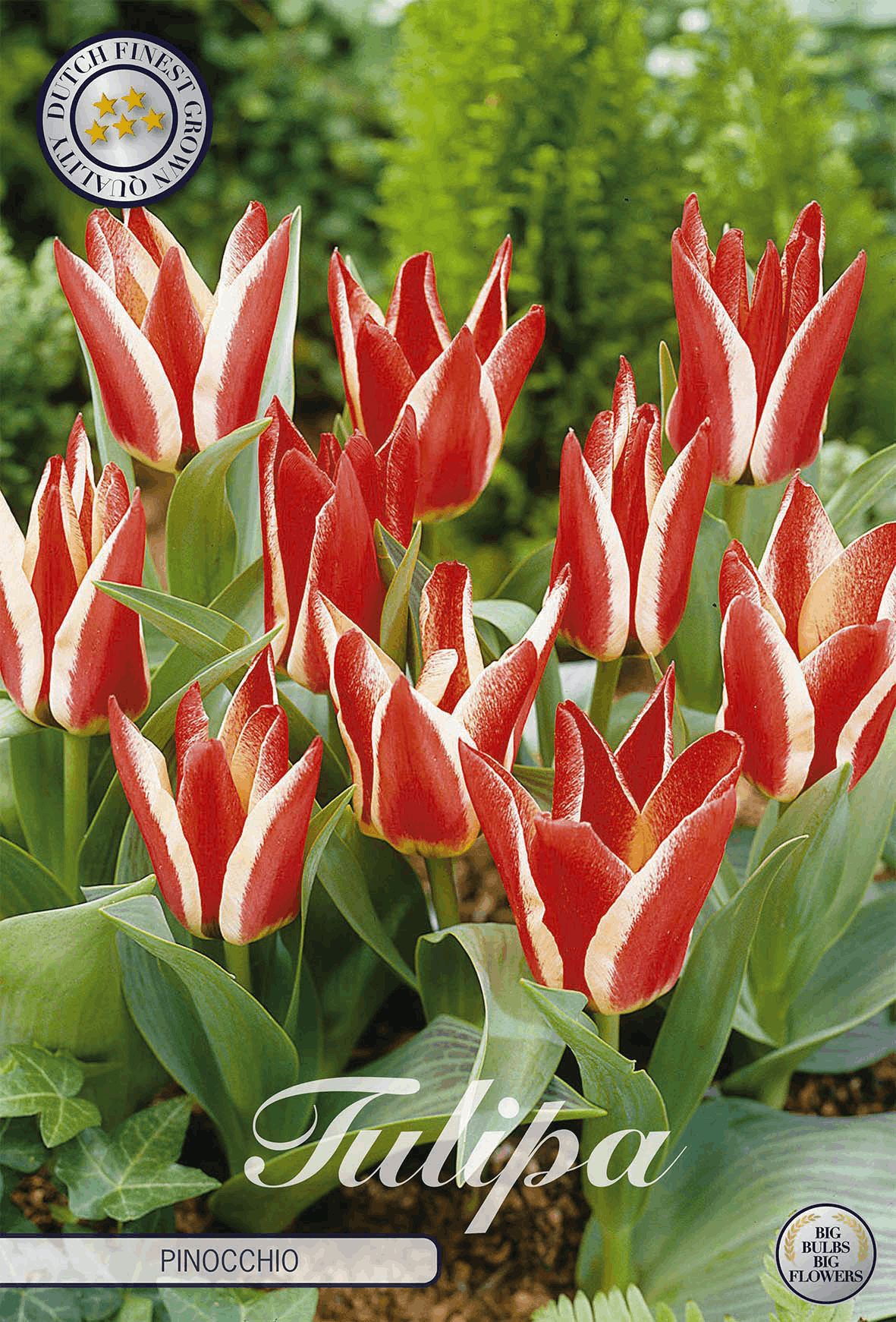 Tulipa Pinocchio