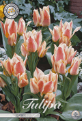 Tulipa Quebec