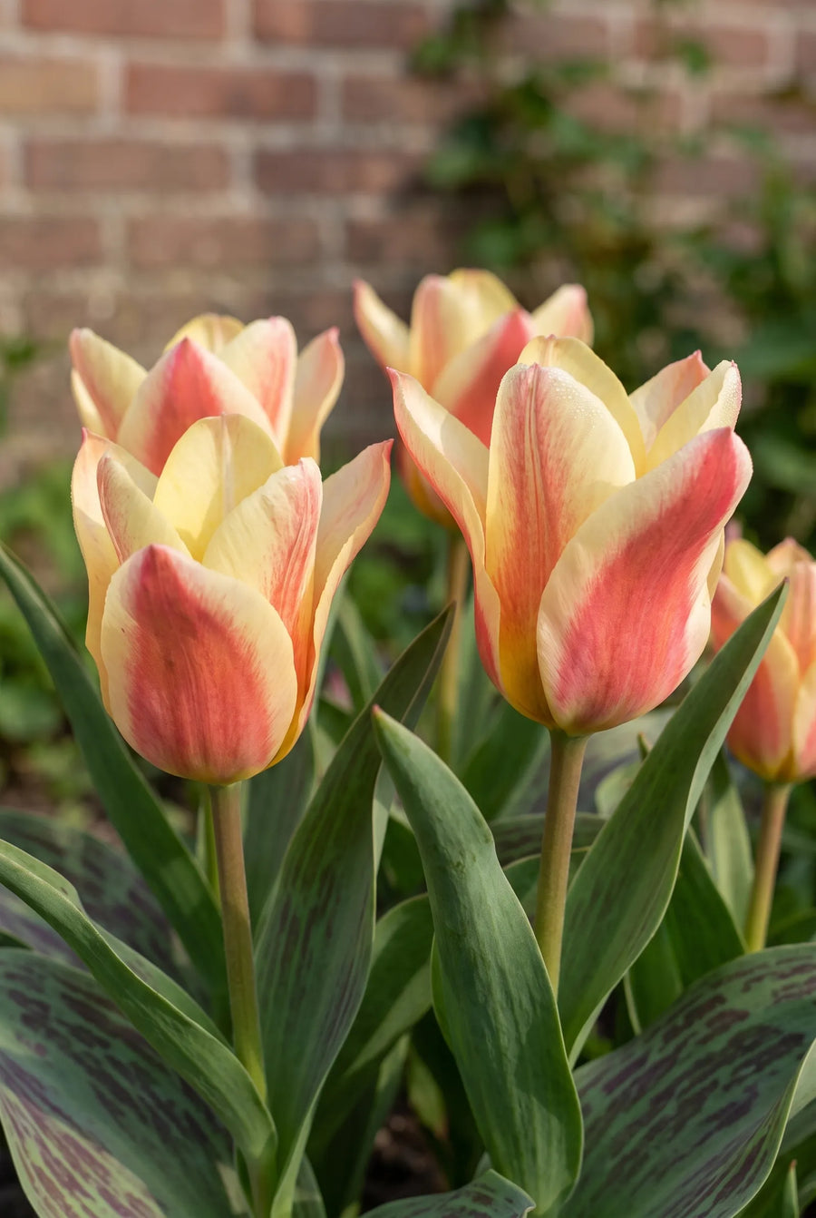 Tulipa Quebec — sfeerbeeld