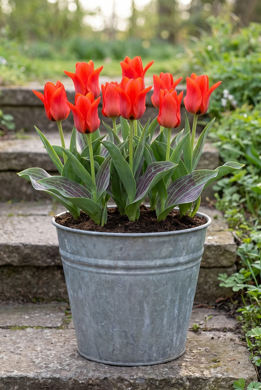 Tulipa Red Riding Hood — in pot op terras