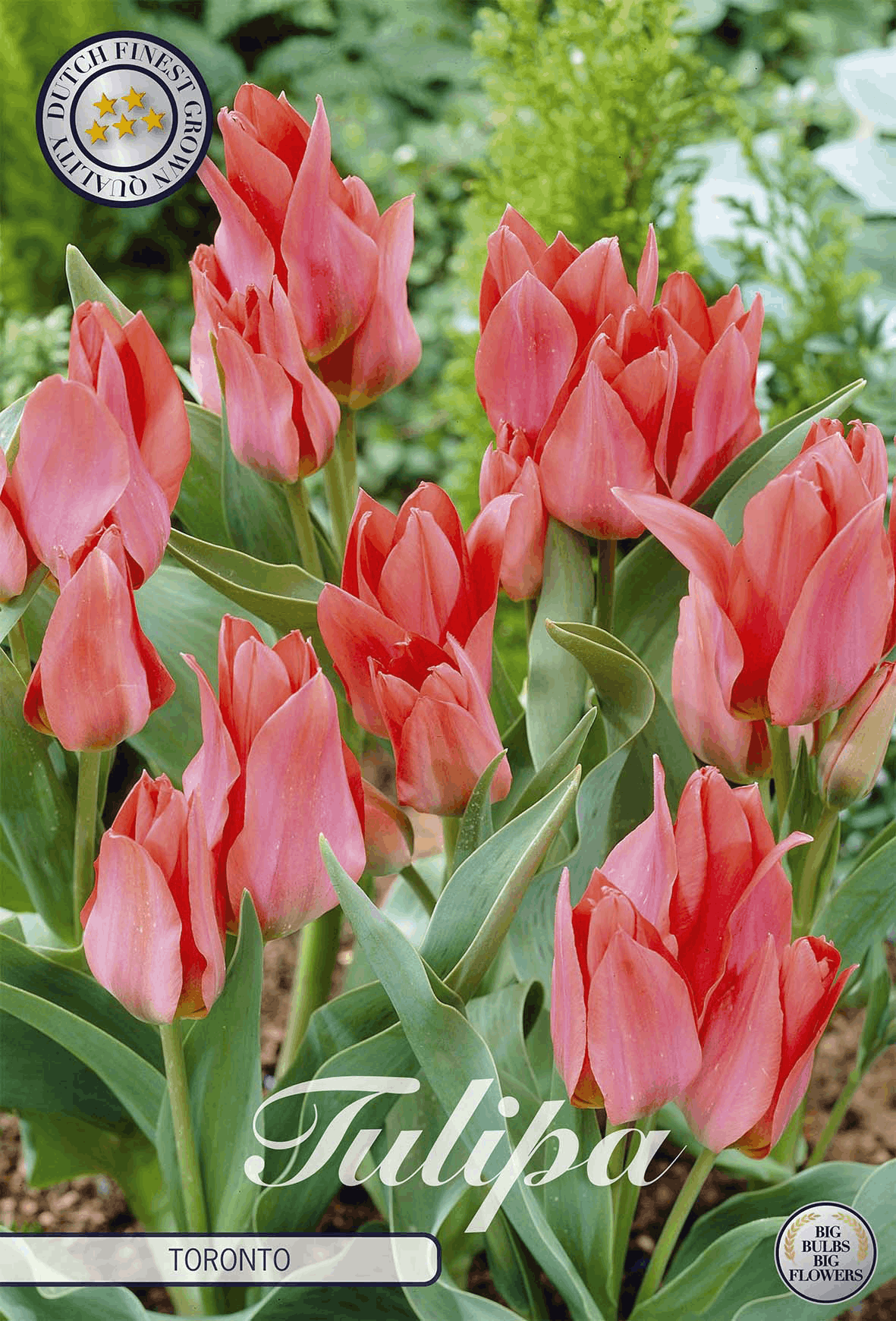 Tulipa Toronto