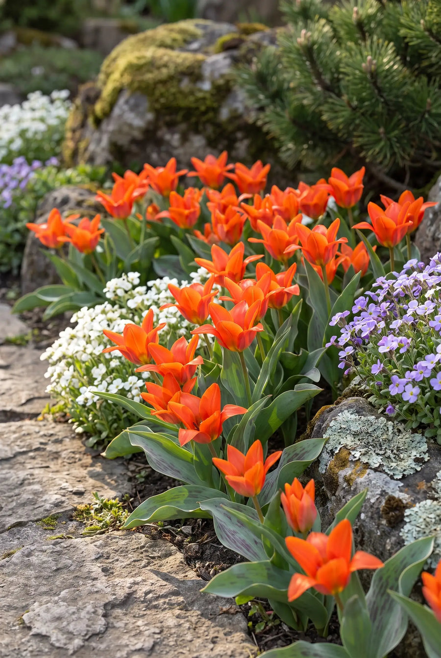 Tulipa Toronto — in de border