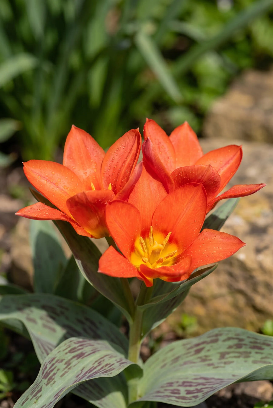 Tulipa Toronto — close-up van de bloem