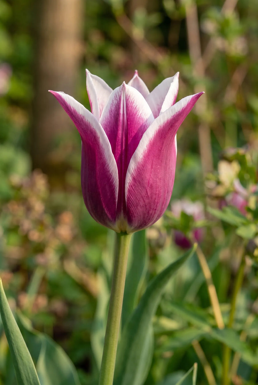 Tulipa Ballade — close-up van de bloem