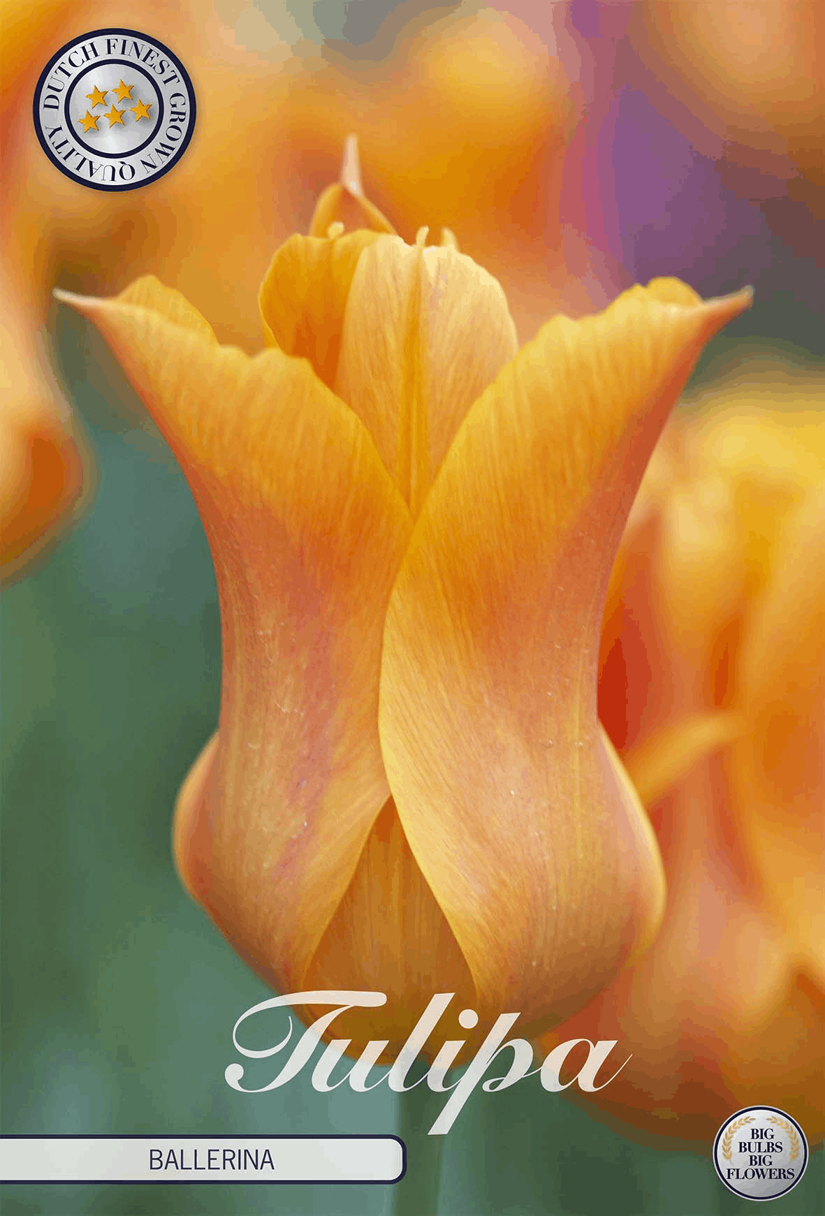 Tulipa Ballerina