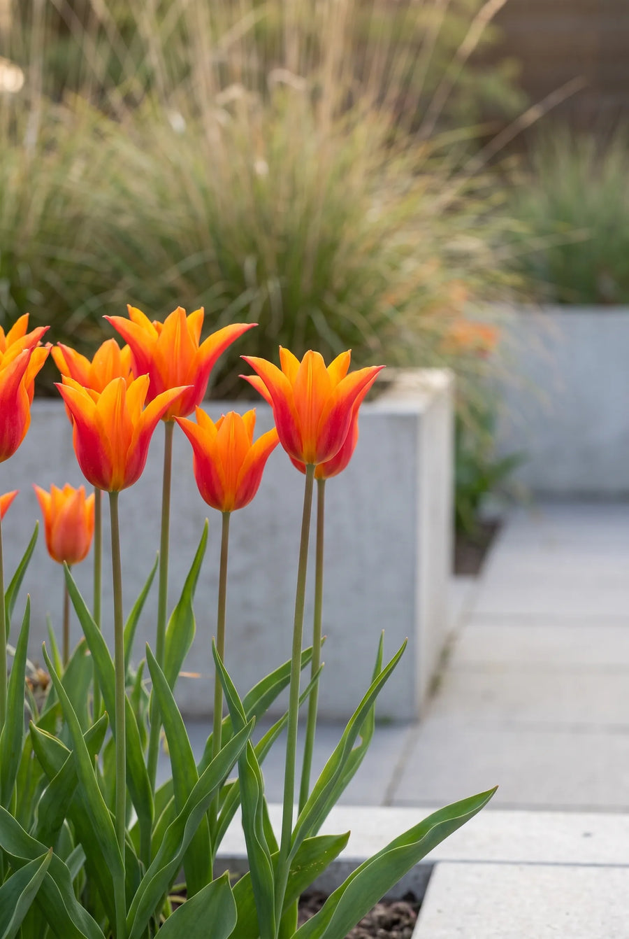 Tulipa Ballerina — in de border