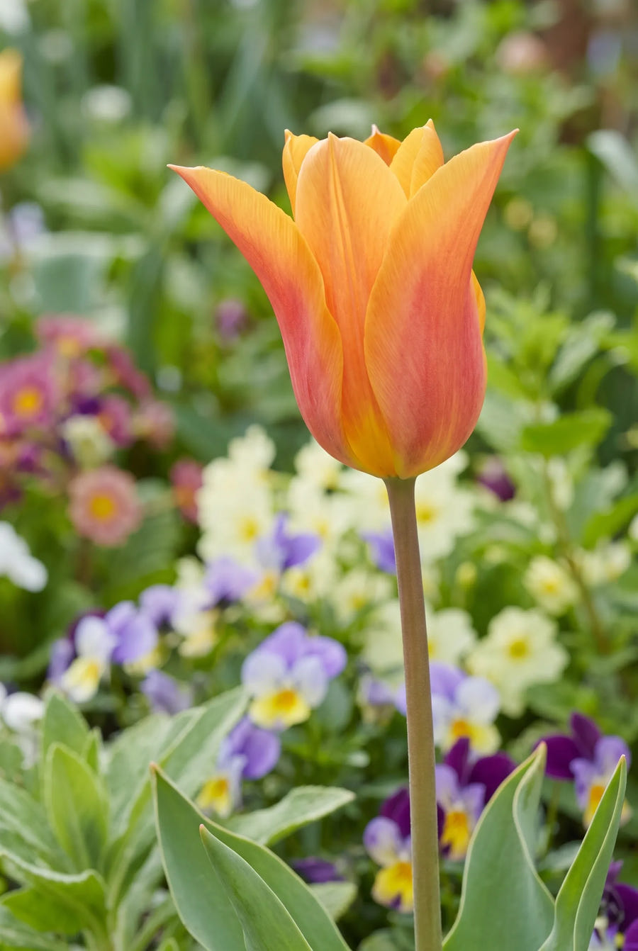 Tulipa Ballerina — close-up van de bloem