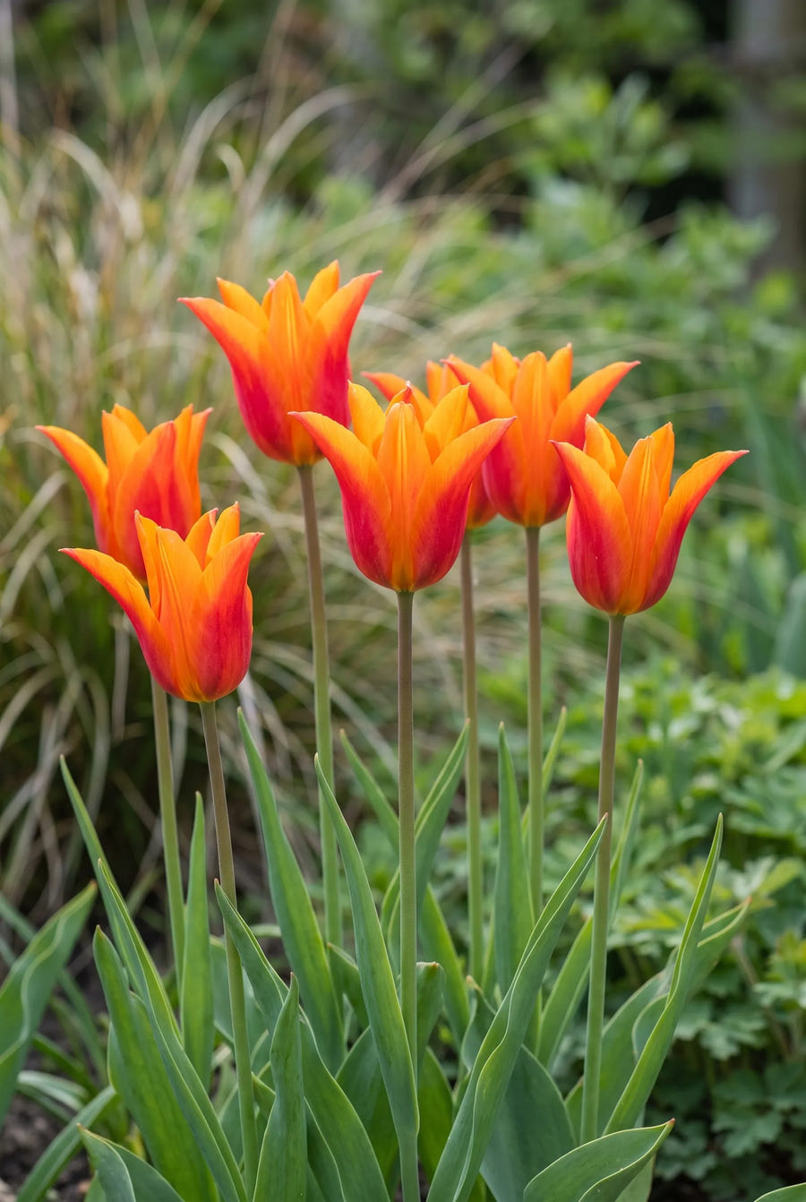 Tulipa Ballerina — in de tuin