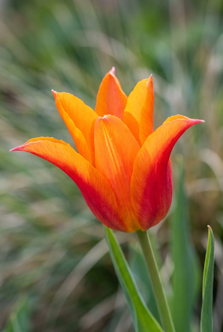 Tulipa Ballerina — sfeerbeeld