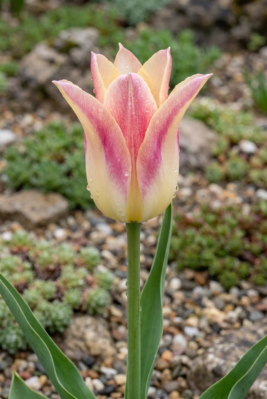 Tulipa Elegant Lady — close-up van de bloem