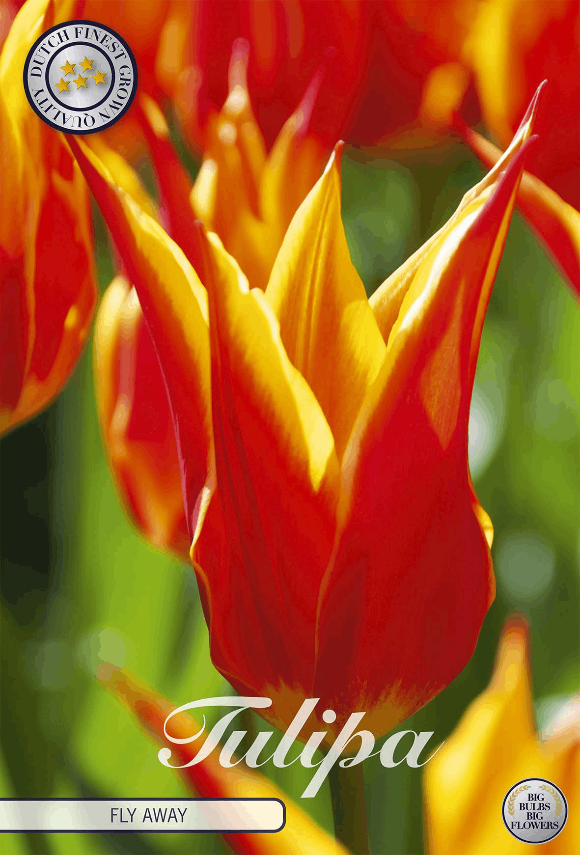 Tulipa Fly Away