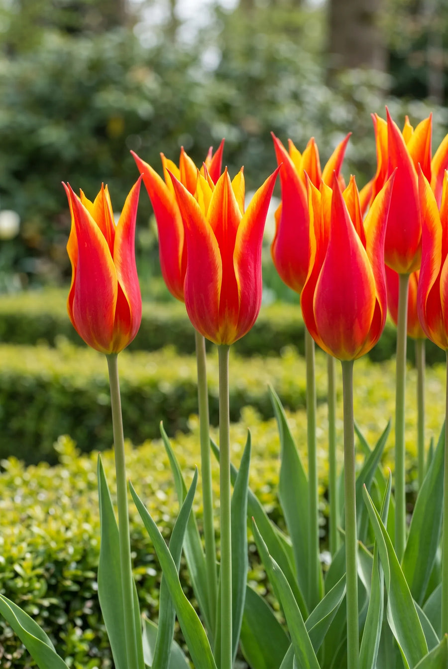 Tulipa Fly Away — in de tuin