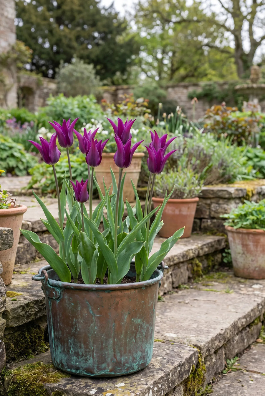 Tulipa Purple Dream — in pot op terras