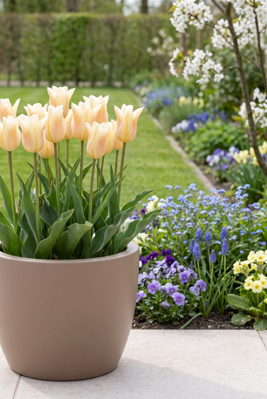 Tulipa Sanne — in pot op het terras
