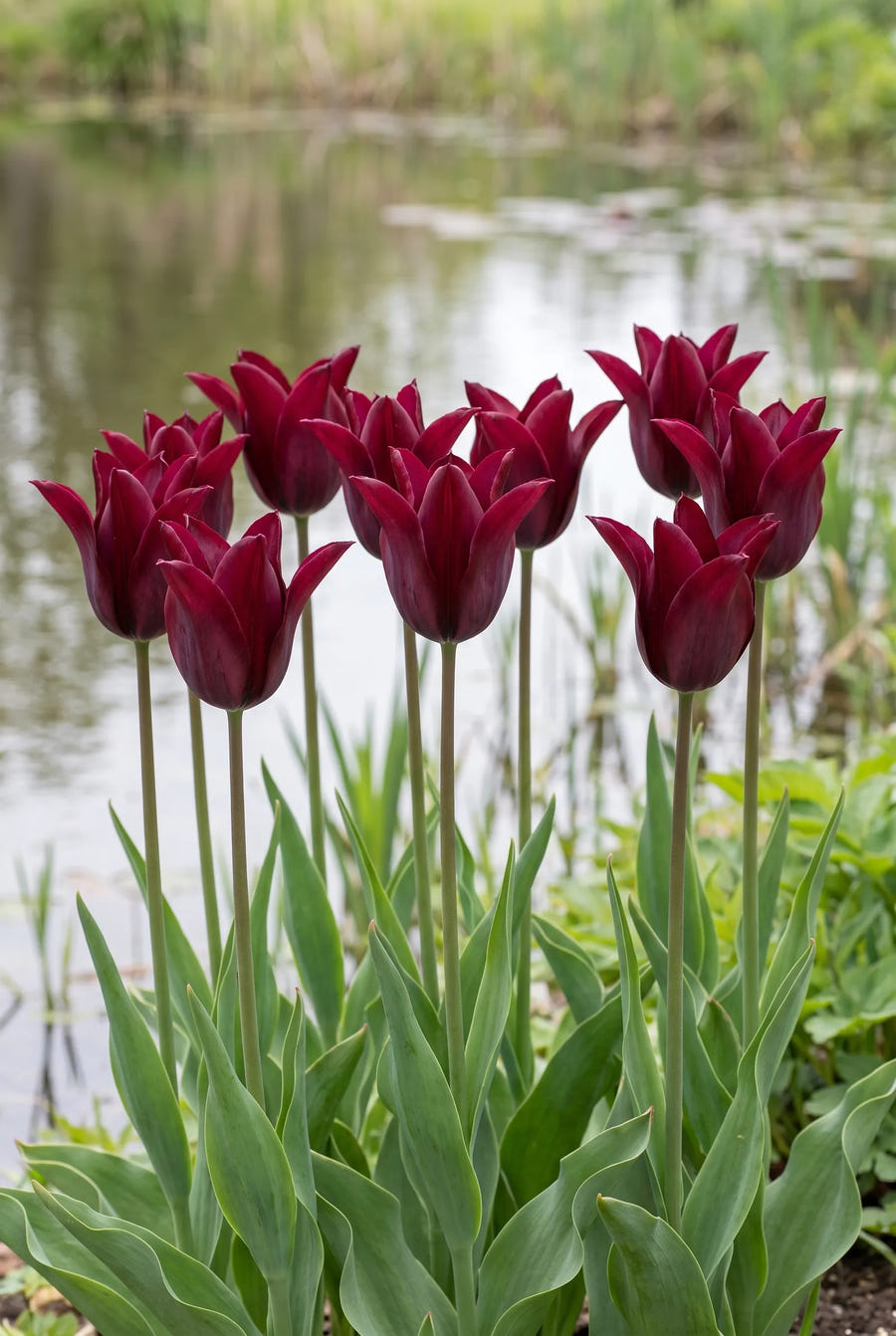 Tulipa Sarah Raven — groep in de tuinborder