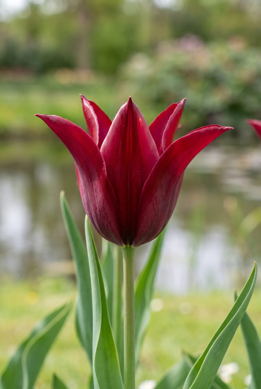 Tulipa Sarah Raven — sfeerbeeld