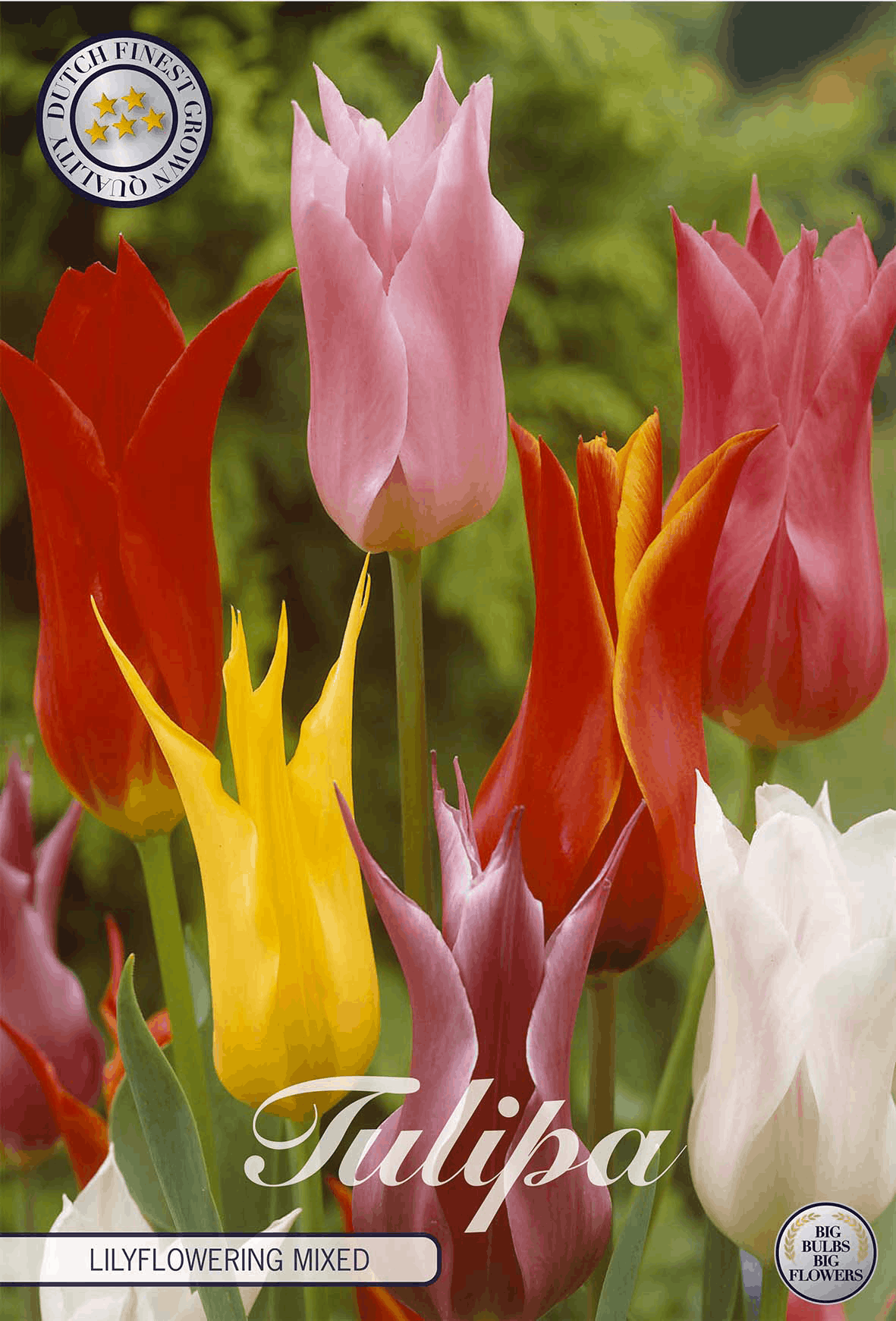 Tulipa Lilyflowering Mixed