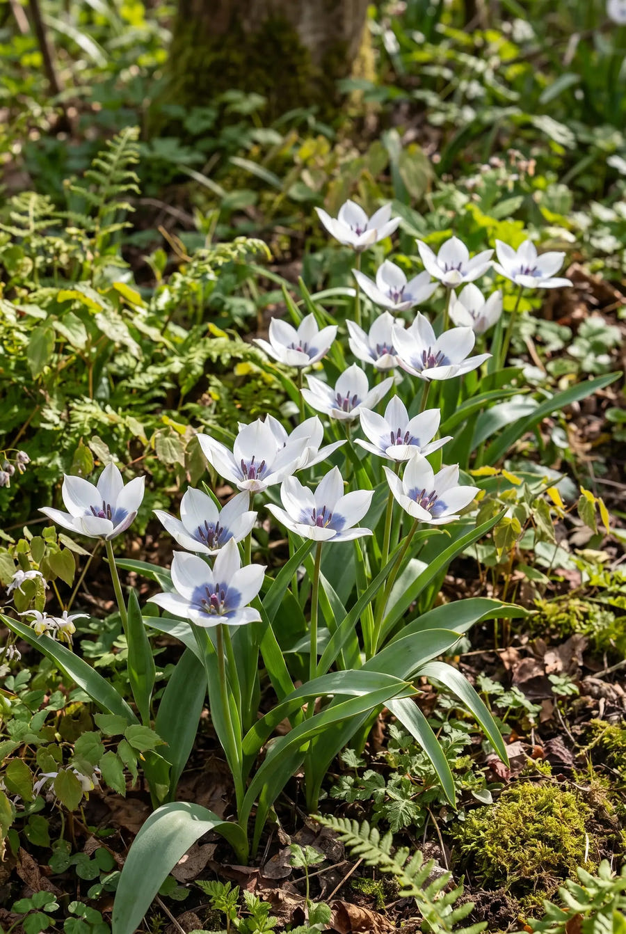 Tulipa Alba Coerulea — groep in de tuinborder