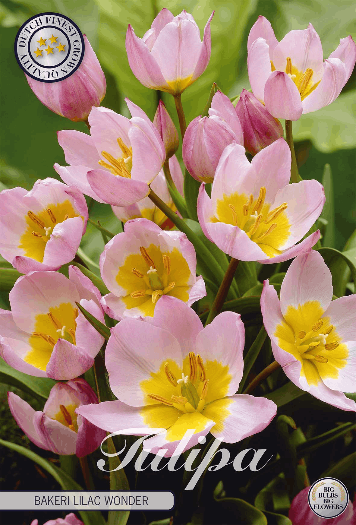 Tulipa Bakeri Lilac Wonder