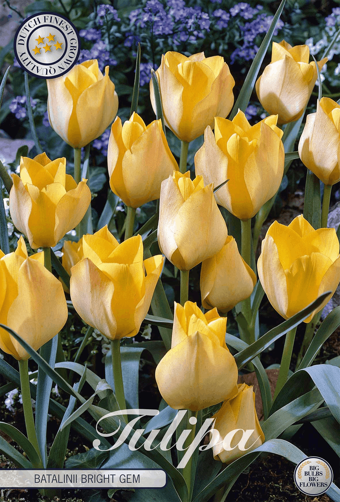 Tulipa Batalinii Bright Gem