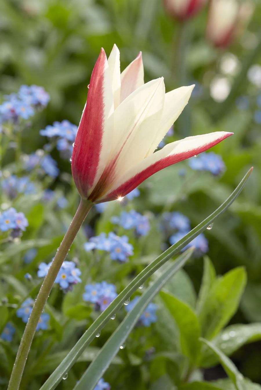 Tulipa Clusiana — sfeerbeeld