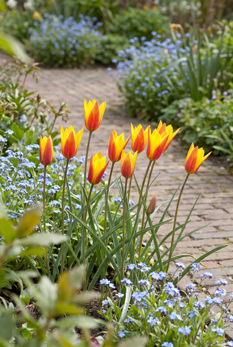 Tulipa Clusiana Tubergens Gem — groep in de tuinborder