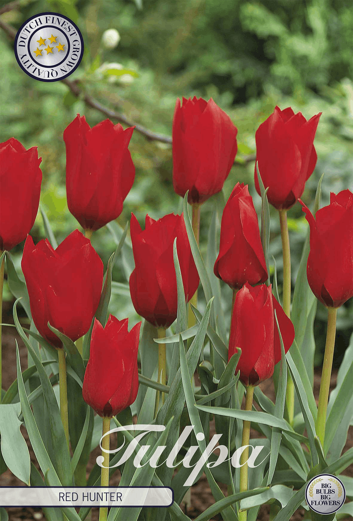 Tulipa Red Hunter