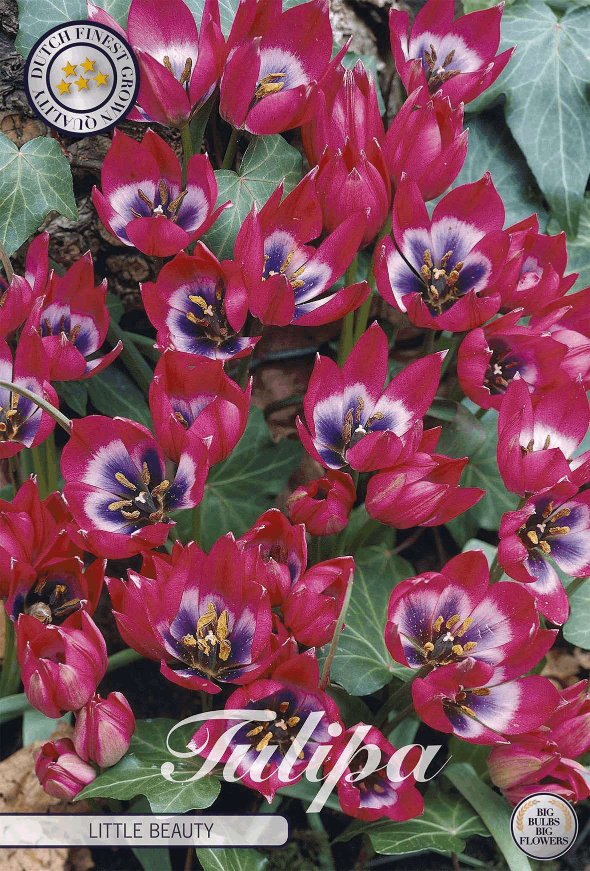 Tulipa Little Beauty