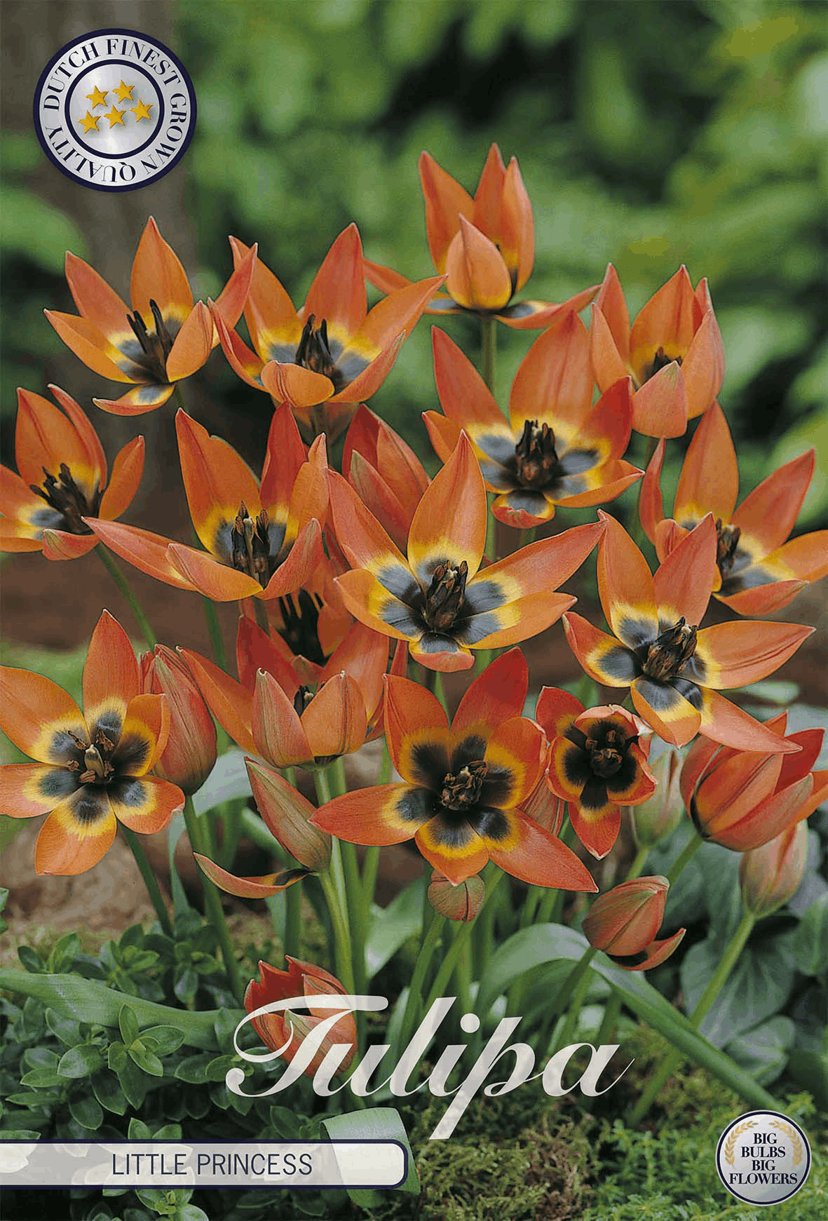Tulipa Little Princess