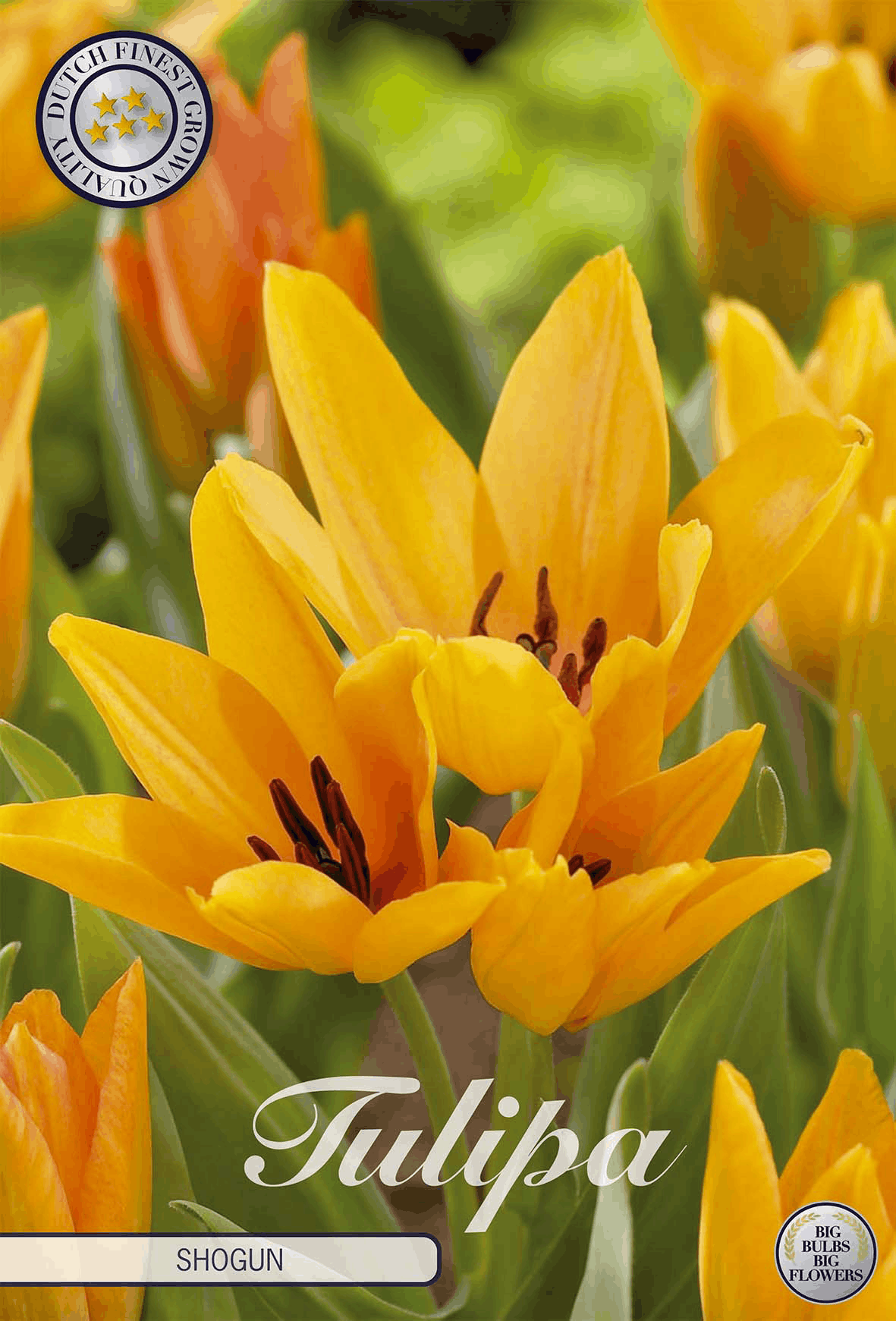 Tulipa Shogun