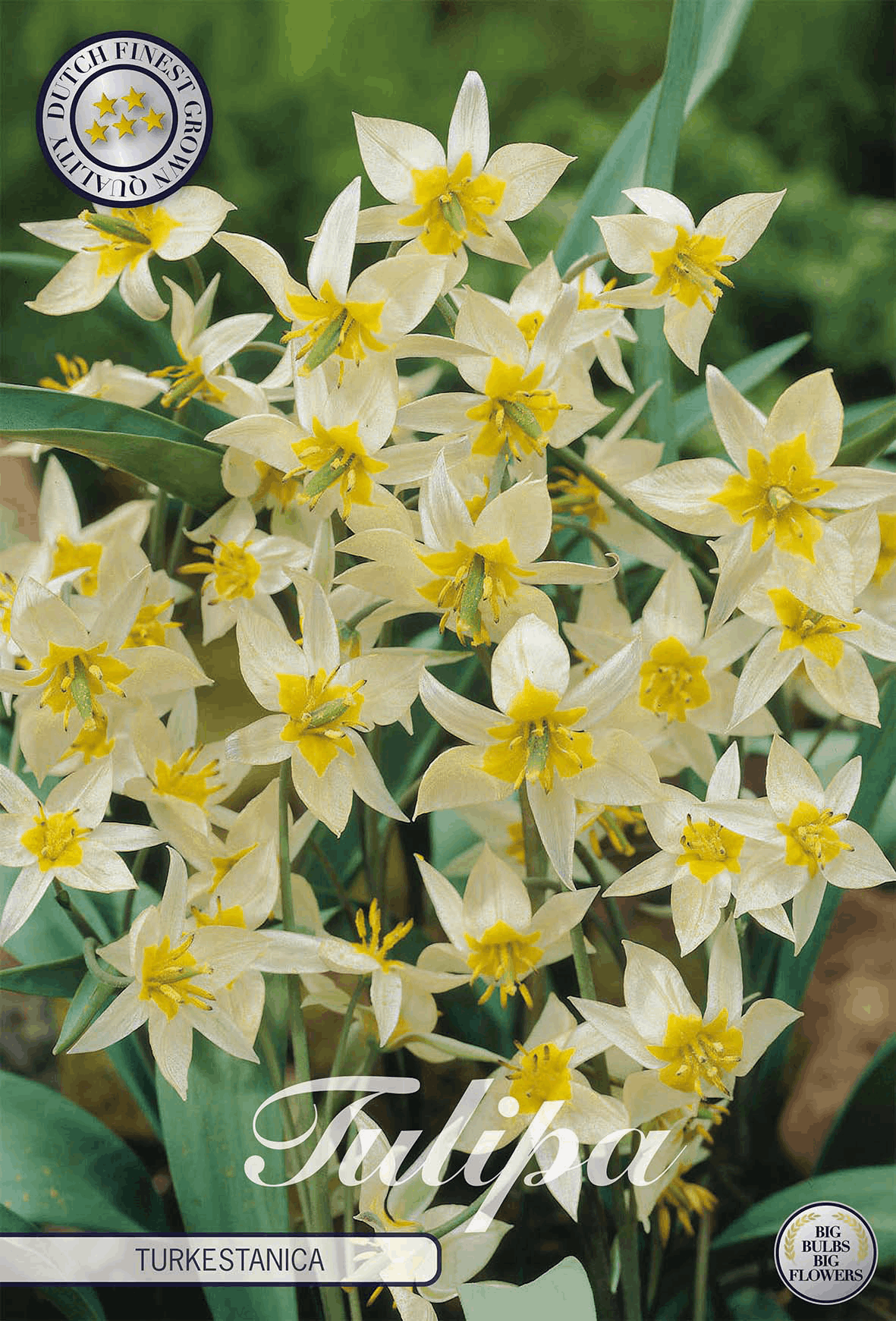 Tulipa Turkestanica