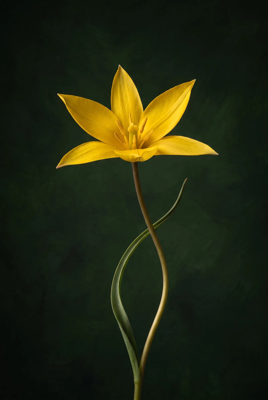 Tulipa Specie Mix — sfeerbeeld