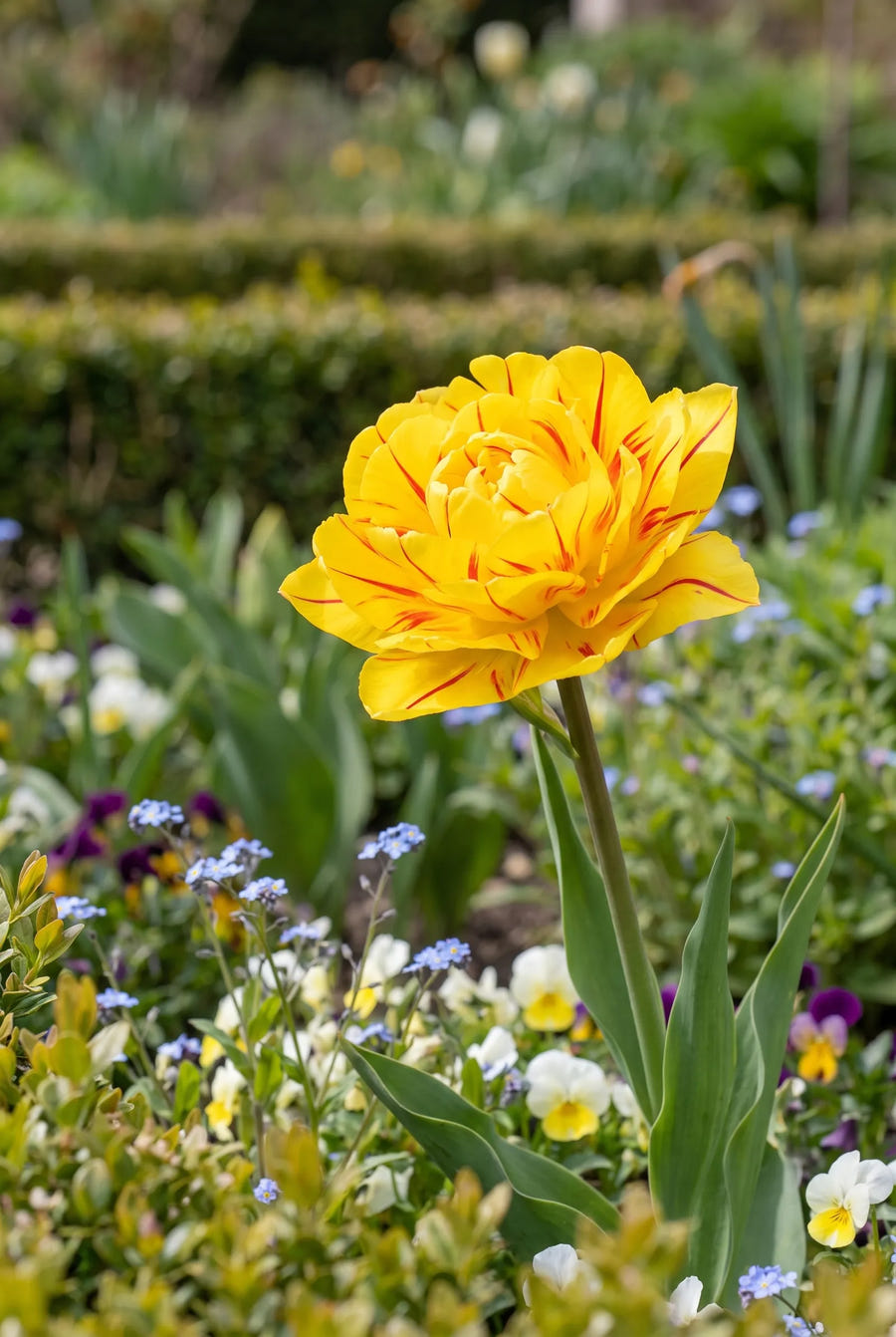Tulipa Aquilla — sfeerbeeld