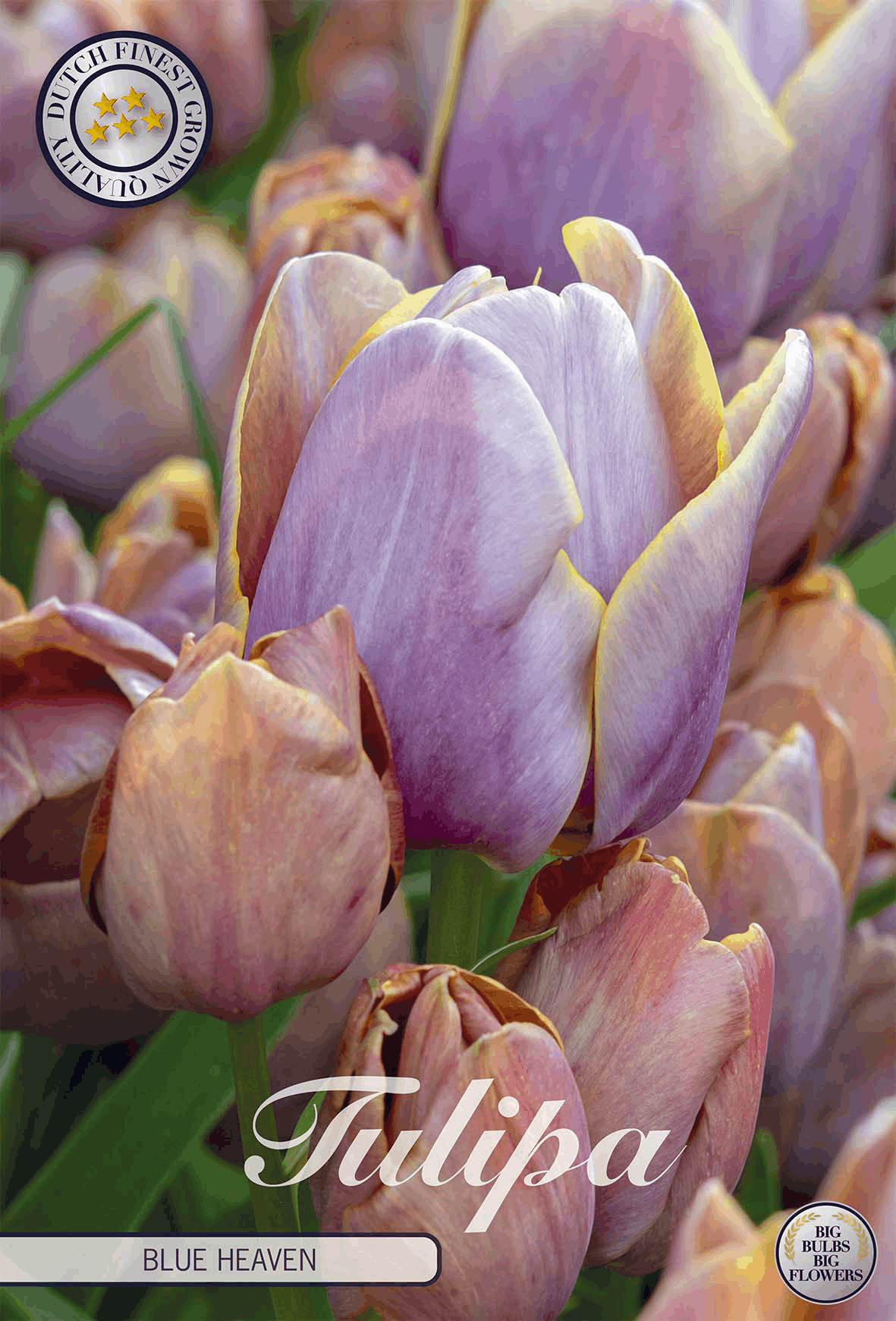 Tulipa Blue Heaven