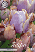 Tulipa Blue Heaven - BLOM Garden capper image