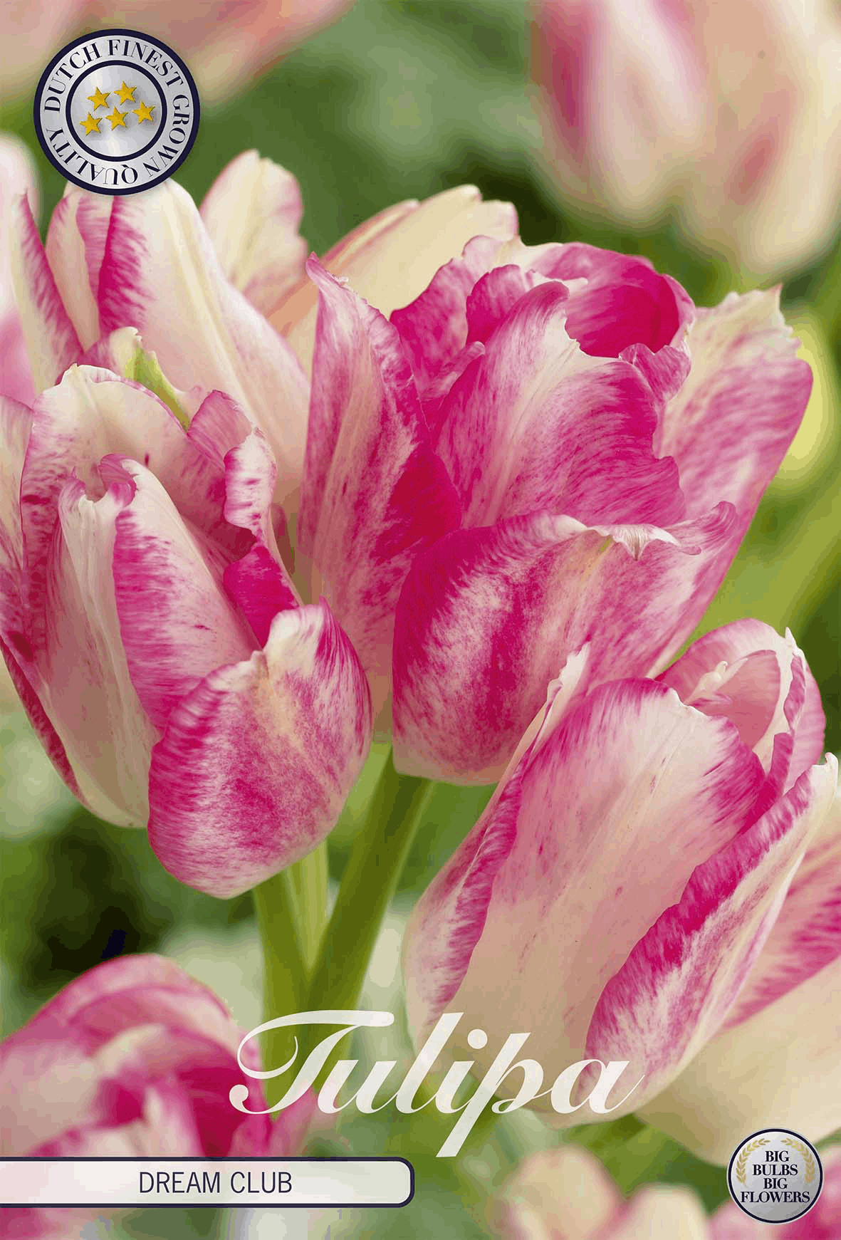 Tulipa Dream Club