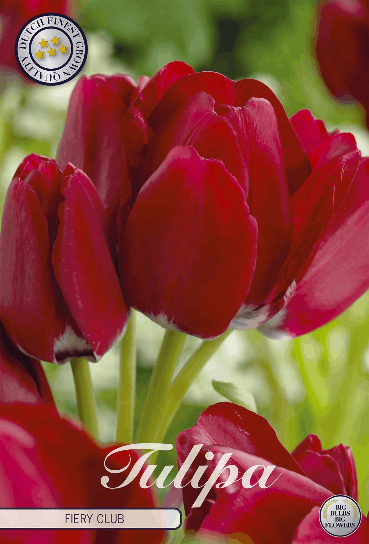 Tulipa Fiery Club