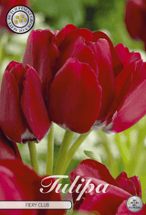 Tulipa Fiery Club