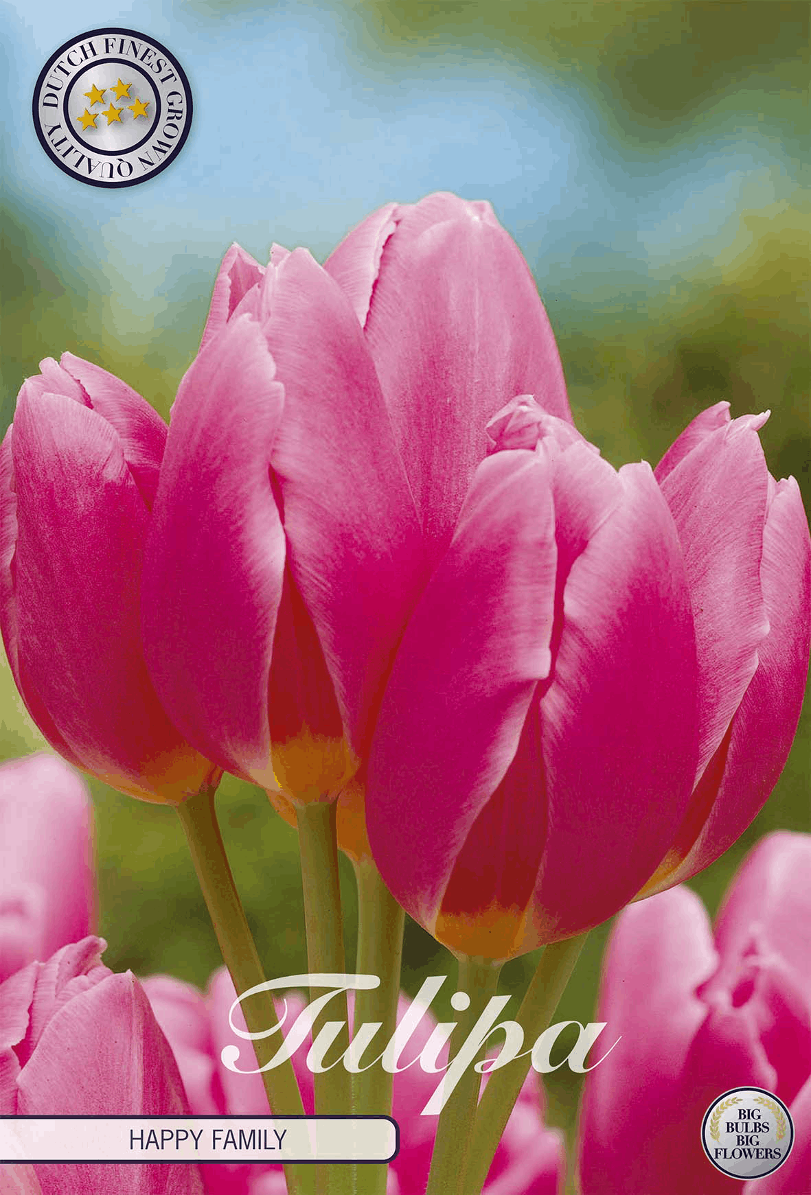 Tulipa Happy Family