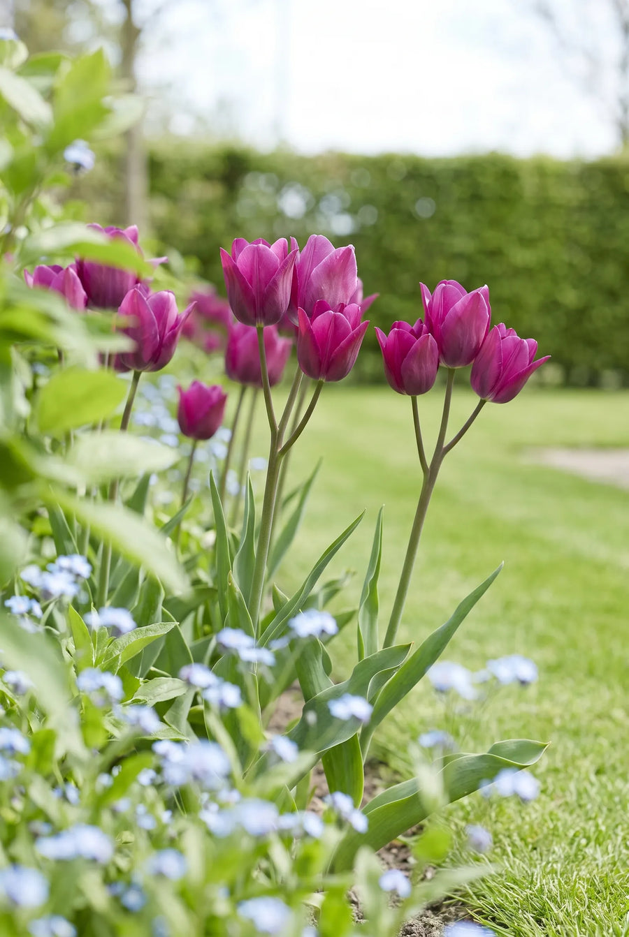 Tulipa Night Club — in de tuin